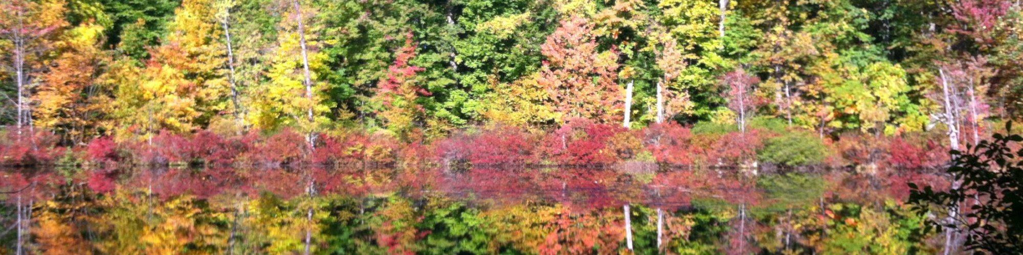 Dr. Allison Cohen Rochester NY Dentist